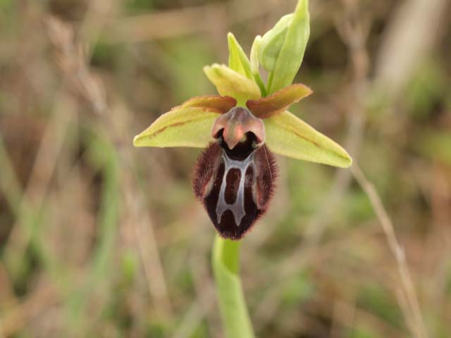 Orchidee dalla murgia Materana